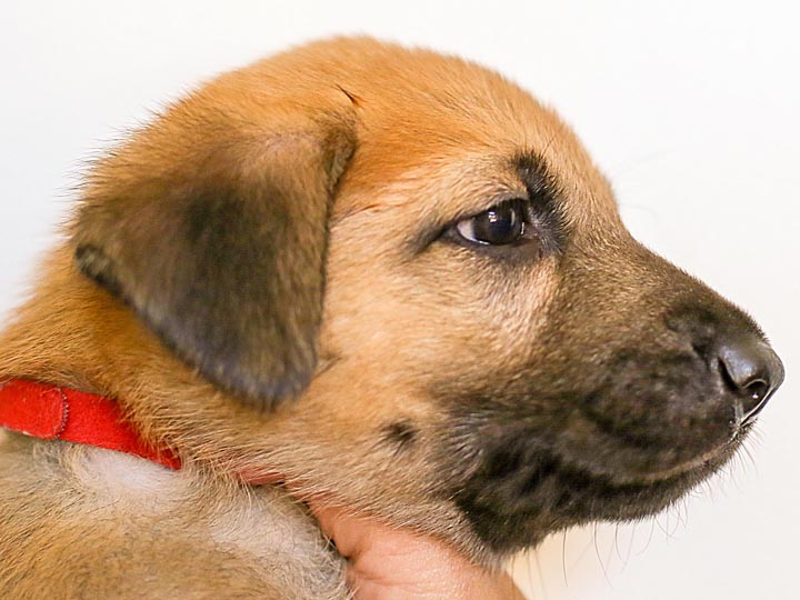 chinook puppy
